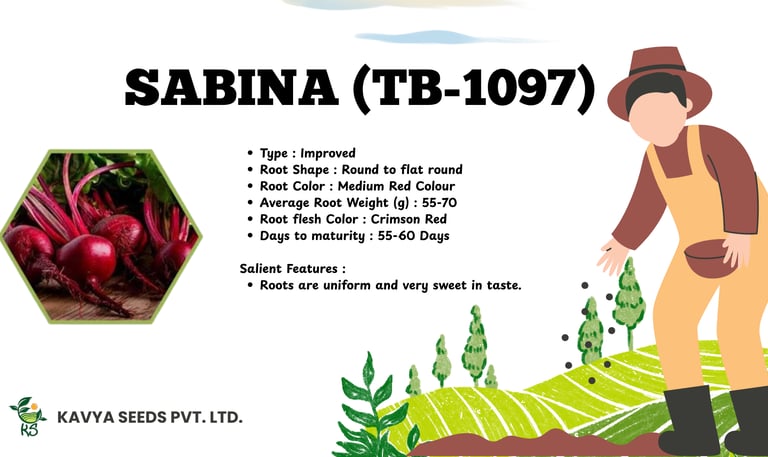 Sabina TB-1097 improved beetroot seeds product flyer by Kavya Seeds with technical specifications.