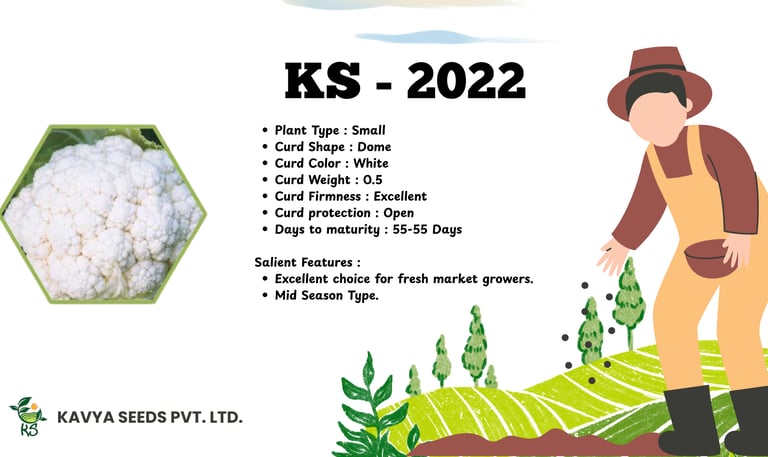 KS-2022 hybrid white cauliflower seeds flyer showing plant features and a farmer planting crops.