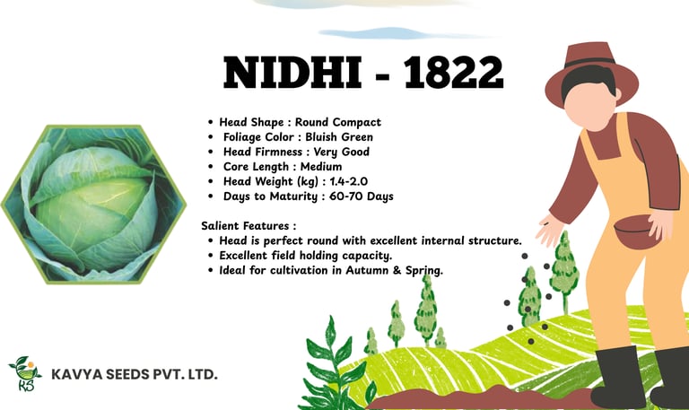 Nidhi 1822 cabbage seeds product infographic by Kavya Seeds featuring plant characteristics and cultivation features.