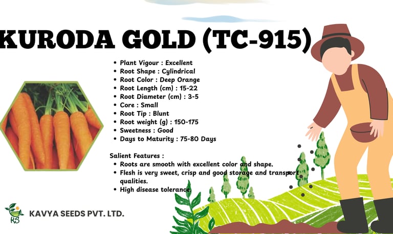 Kuroda Gold TC-915 carrot seeds product info sheet with orange carrots and farmer illustration.