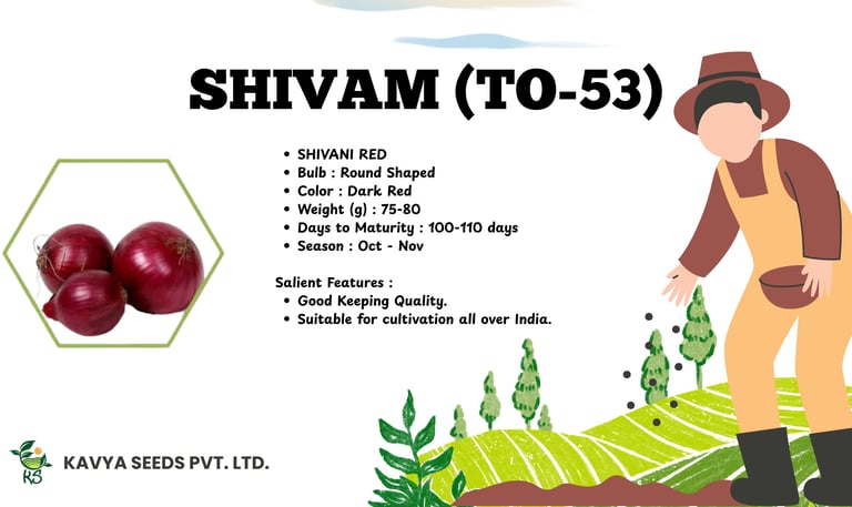 Shivam TO-53 dark red onion seeds specifications by Kavya Seeds with round bulb features.