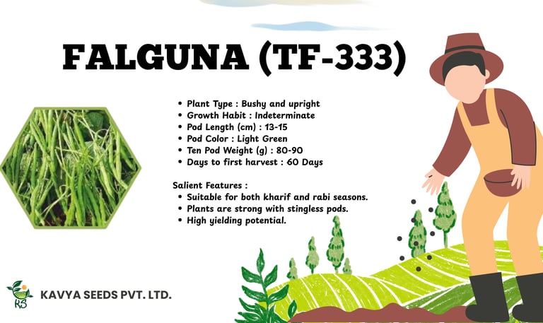 Product specifications for Falguna TF-333 high-yielding stringless bean seeds by Kavya Seeds.