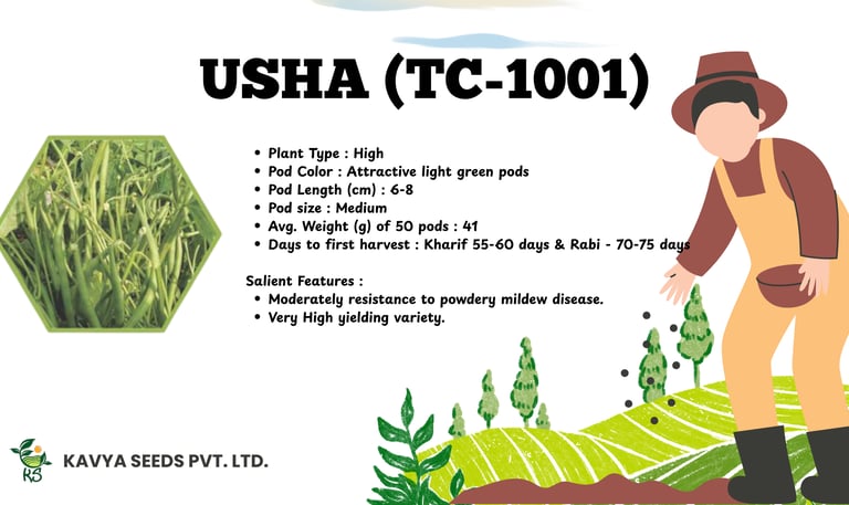 Usha TC-1001 high-yielding vegetable seeds by Kavya Seeds with light green pods and disease resistance.