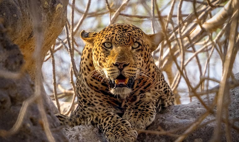 Leopard