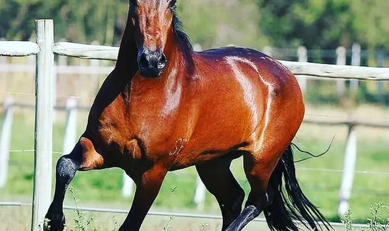 Podium Medicina Equina atendimento profissional e especializado