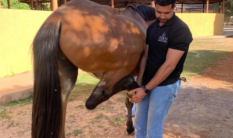 Saúde, desempenho e bem-estar de cavalos atletas monitorados de perto