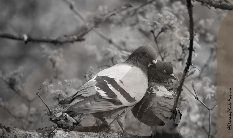 a couple of pigeons sitting on a tree branch
