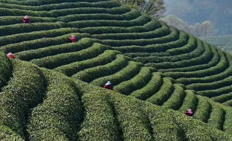 Xinyang Maojian green tea leaves