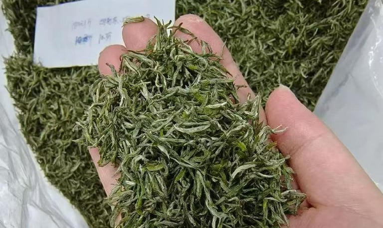 Xinyang Maojian green tea leaves
