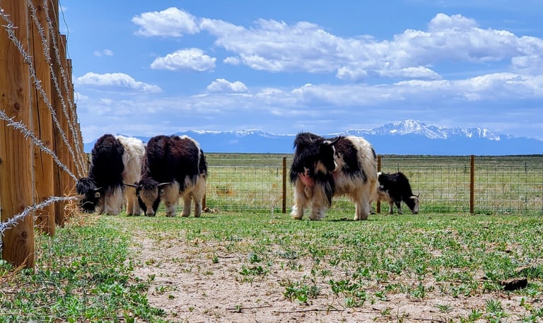 Round post fence in El Paso County with hog wire and barbed wire keeping 4 yak enclosed.  Pikes Peak seen in the distance.