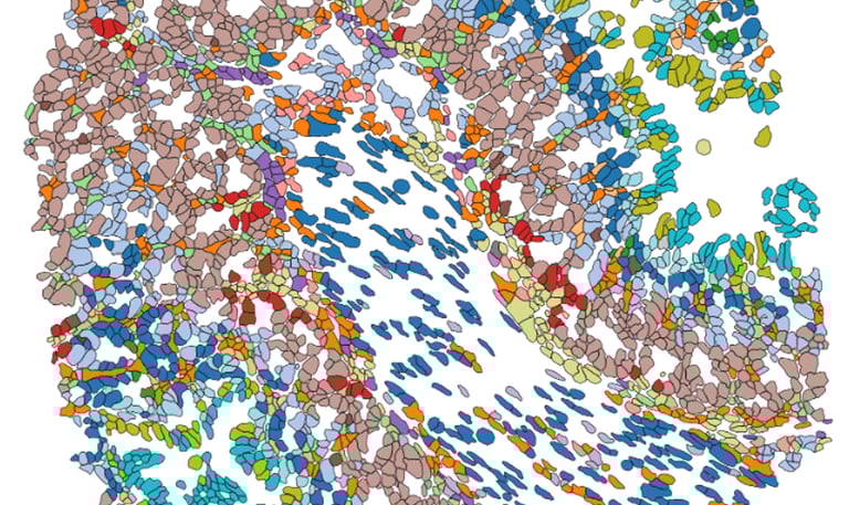 Coloured cell segmentation using MuSpAn