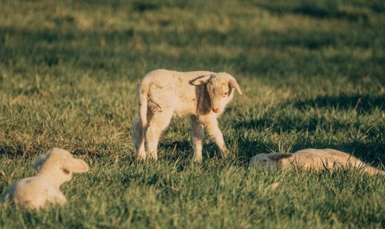 Baby Ewes or sheep