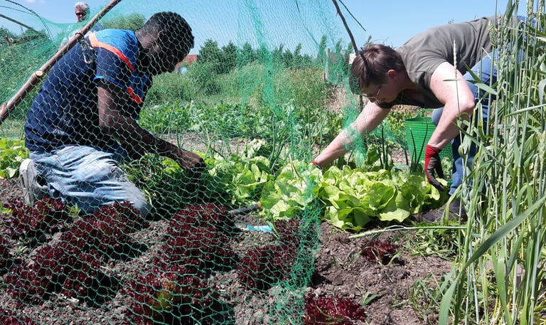 twee vrijwilligers oogsten sla in de groetetuin van hortus populus