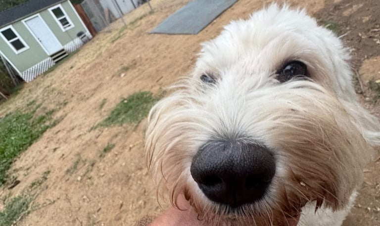 Smiling staff member leading dog to boarding area Sacramento