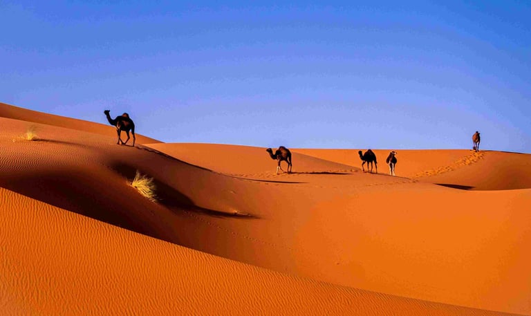 camels in moroccan sahara desert trip tourism