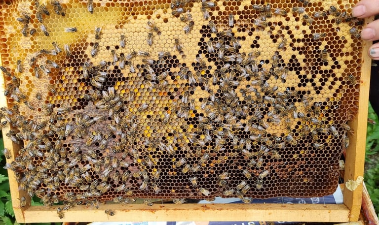 cadre d'une ruche avec les abeilles