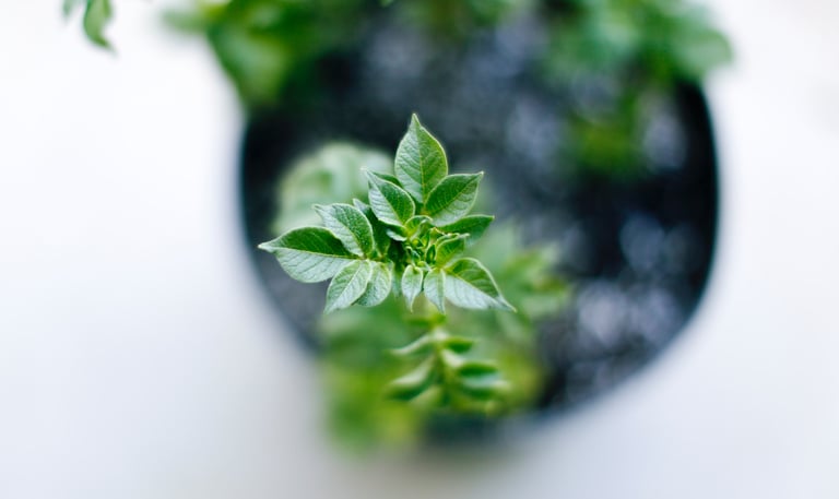 green herbs reflecting healthy herbs and spices for food 