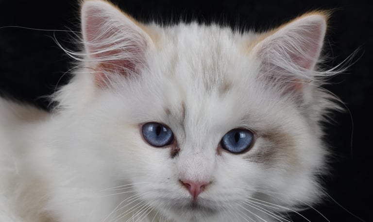 Zoélie des Dolls de Mitilo