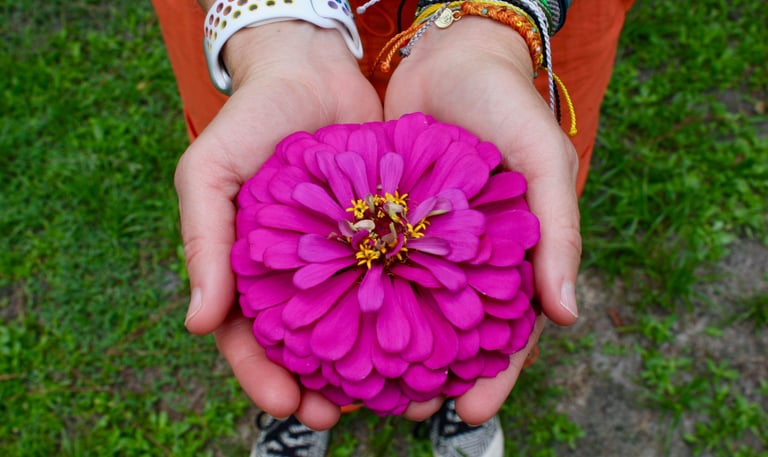 Steph holding large purple zinnia flower bloom in her palms