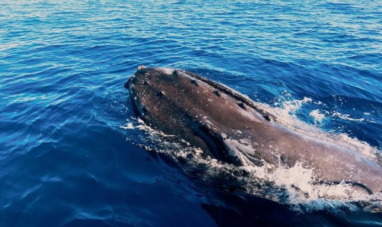 whale watching