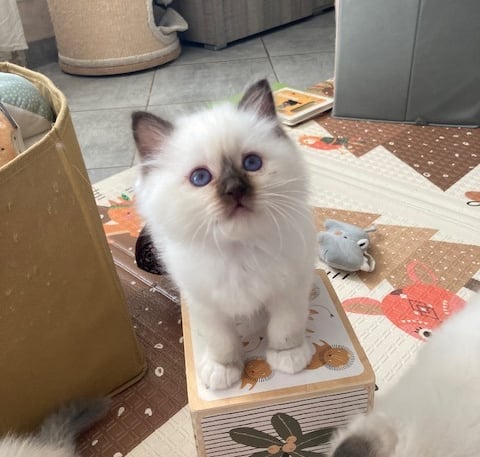 chaton sacré de birmanie chocolat point