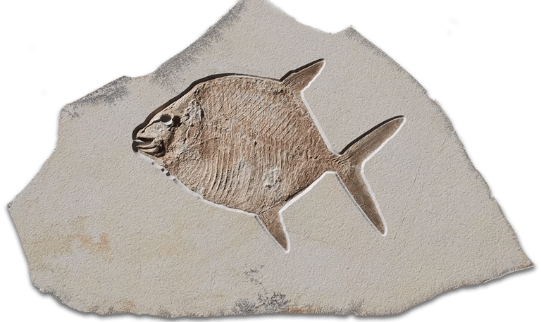 Fossil von Gyrodus circularis (Mondfisch) auf Kalksteinplatte aus Solnhofen