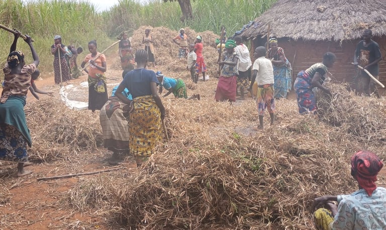 Personnes dépouillant les gousses pour en extraire les grains
