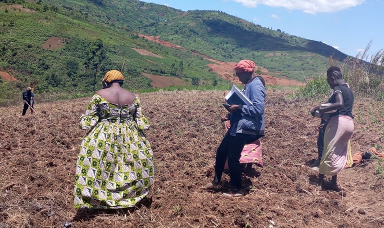 Des mains déposant délicatement des graines de haricot dans les sillons