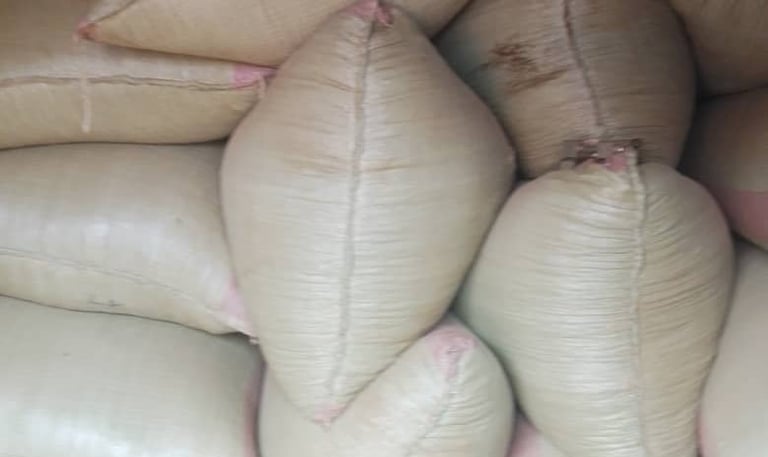 Des sacs bien remplis de haricots, prêts pour la conservation ou le marché