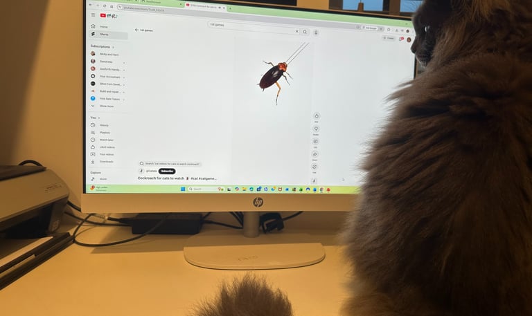 Maine Coon working from home
