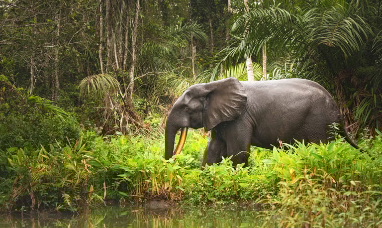An African Elephant in Senegal Wildlife Park 