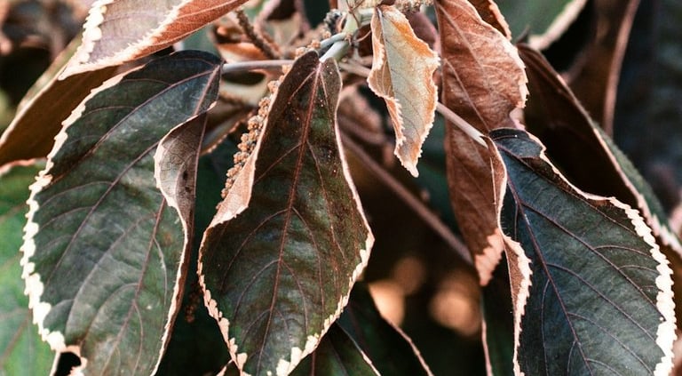 a dying shrub with multiple brown leaves