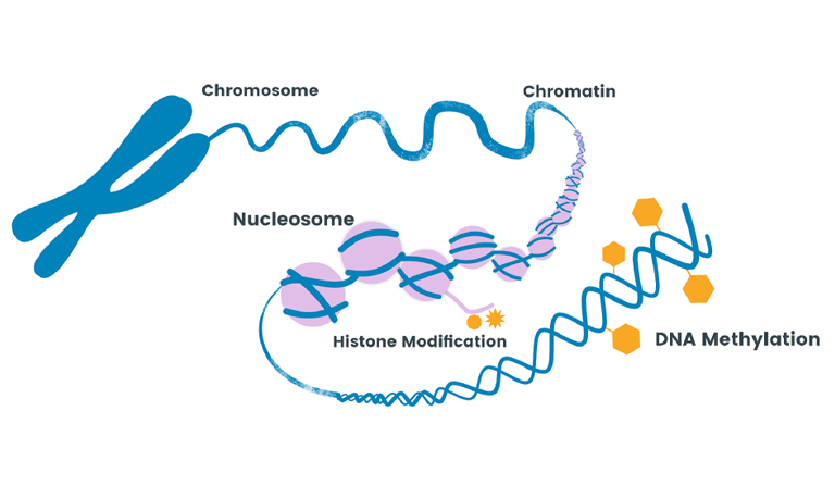 DNA methylation