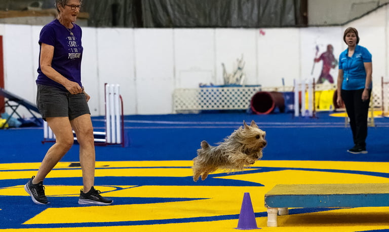 Silky Terrier Agility