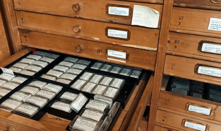 Paleontological collections of the Natural History Museum of Vienna (Austria).