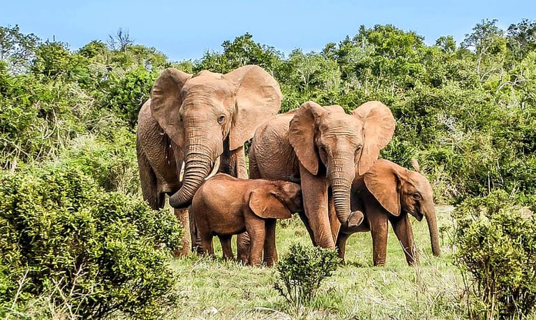 A Group of Elephants in the Tai National Park in Ivory Coast
