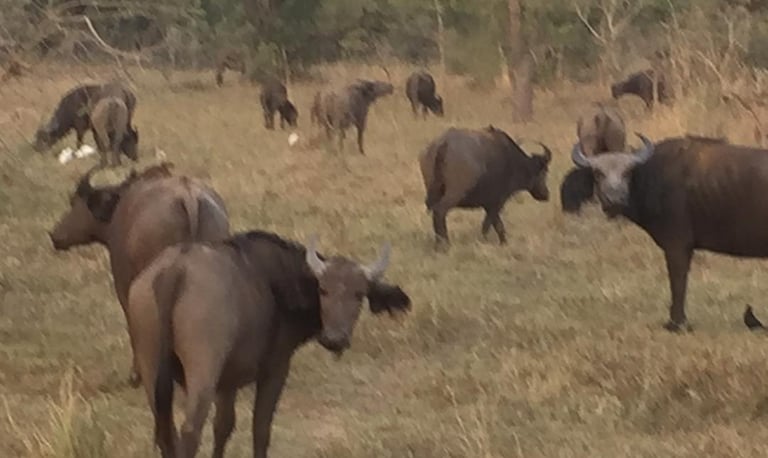 Sarakawa Wildlife Park in Togo