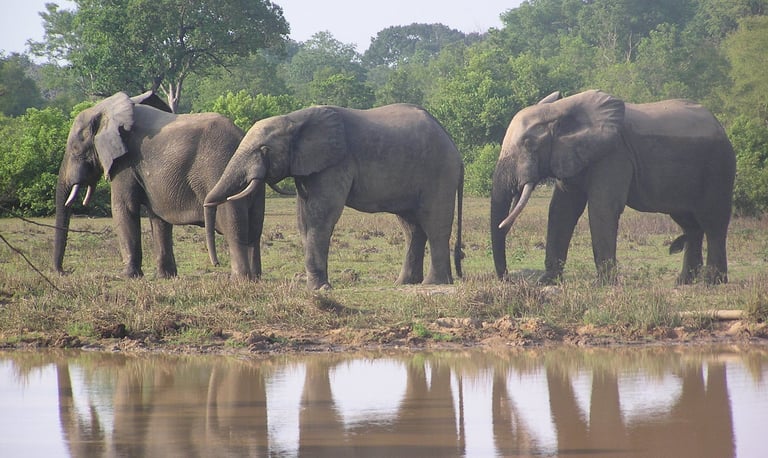 A group of Elephant in Mole National Park in Ghana