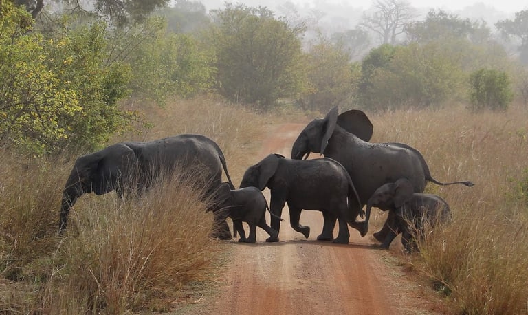 Elephants in Pendjari Wildlife Park in Benin