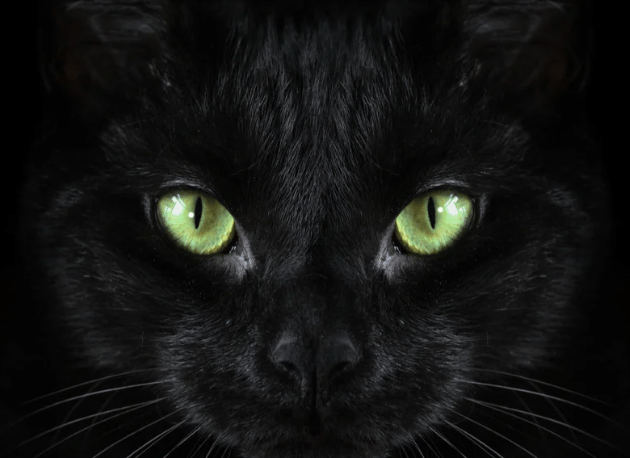 Chat noir, yeux vert pour expliquer la valeur "éthique et bienveillance"