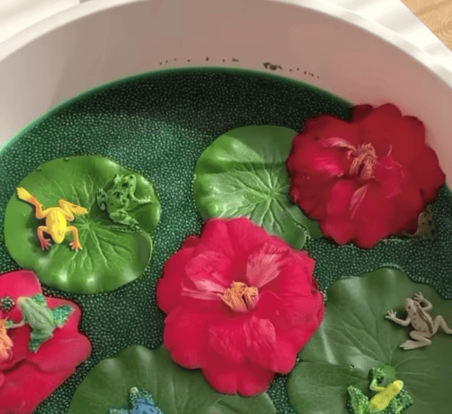 Graine de chia coloré