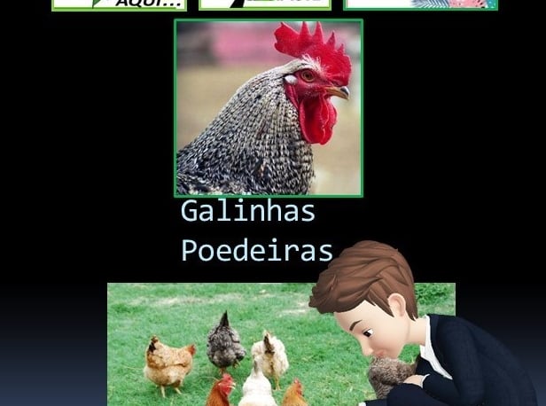 Galinhas Poedeiras