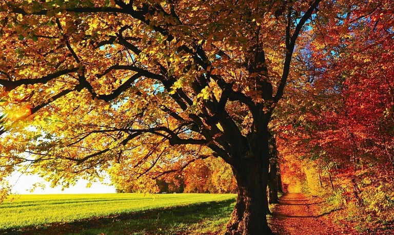 Fall Foliage on country dirt road