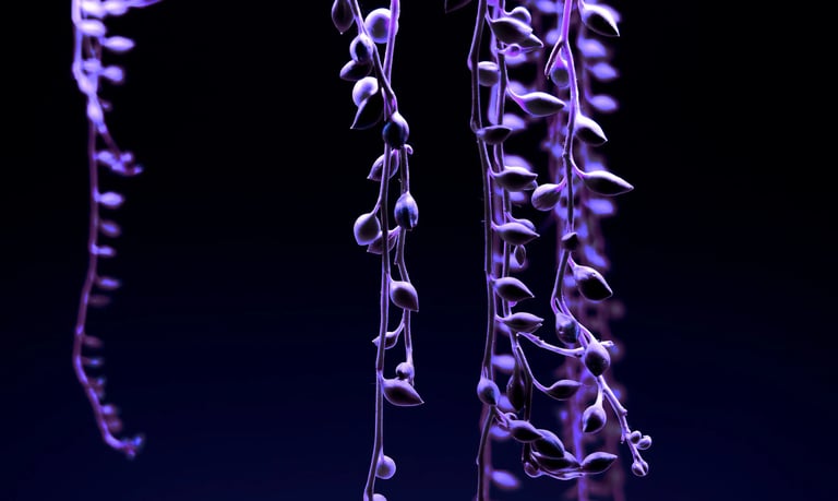 digital art, video installation,  joanna wlaszyn