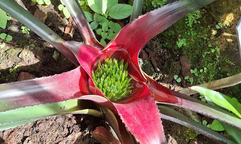 a South American plant in a rainforest
