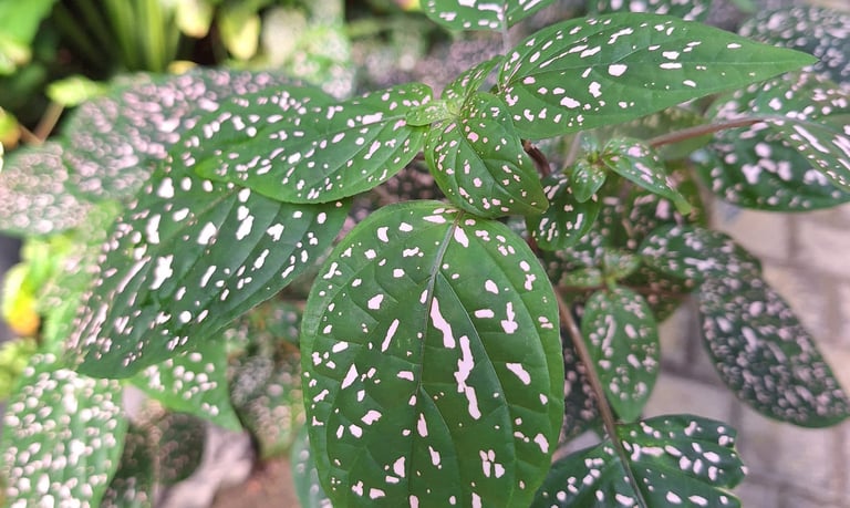 a leafy shade loving annual plant in a shady place