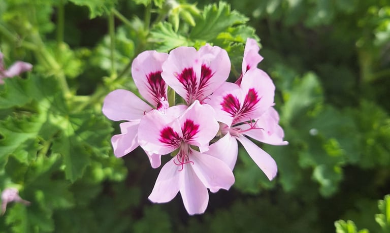 an flowring annual plant in full sun