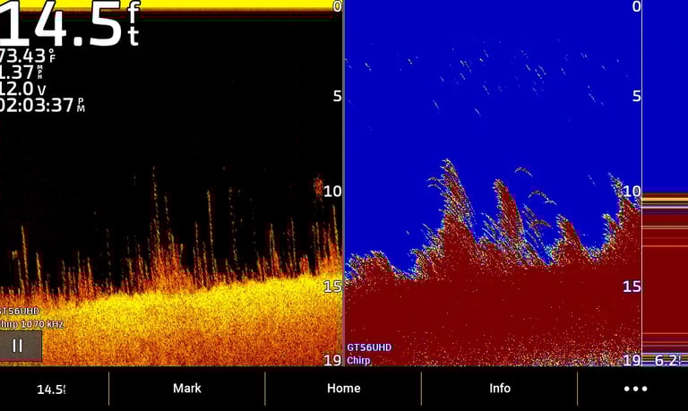 2D and CHIRP and down image with fish