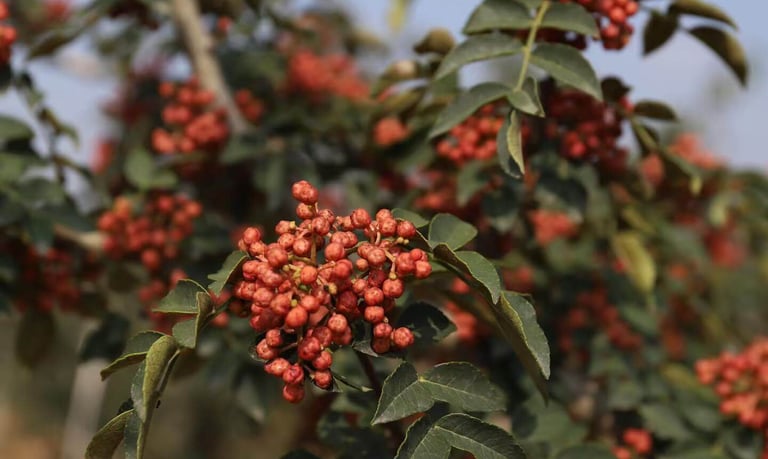 Close-up of ripe red Sichuan peppercorns growing on a prickly ash tree branch with green leaves.