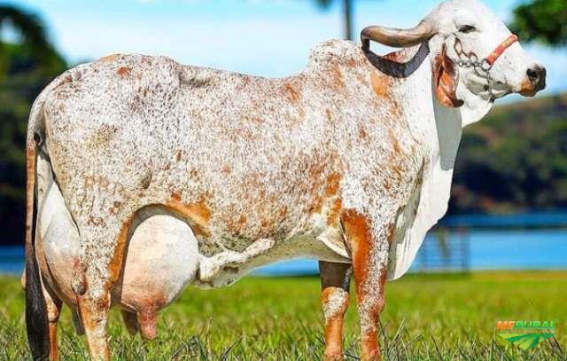 Vaca Gir leiteira
